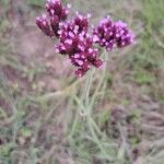 Verbena brasiliensis ফুল