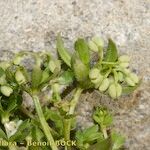 Galium pseudohelveticum 形態