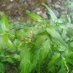 Persicaria hydropiper Habit