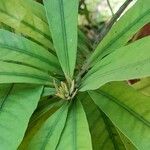 Pouteria gardneriana Leaf