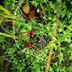 Vaccinium macrocarpon Fruit