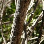 Bocquillonia brachypoda 樹皮