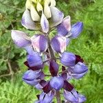 Lupinus nootkatensis Цвят