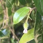 Diospyros whyteana Λουλούδι