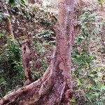 Ficus hispida Bark