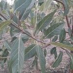 Ficus racemosa Leht