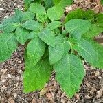 Brugmansia sanguinea 葉