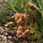 Orobanche fasciculata Hábito