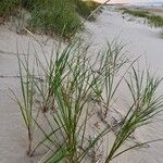 Calamagrostis breviligulata Habit