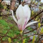 Magnolia × soulangeana Квітка