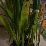 Cymbopogon citratus 整株植物