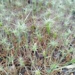 Aegilops geniculata Hábito