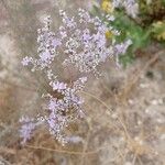 Limonium toletanum Õis