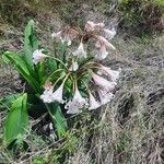 Crinum macowanii Blüte