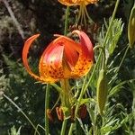 Lilium pardalinum Virág