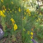Linaria angustissima 整株植物