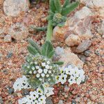 Heliotropium ramosissimum Λουλούδι