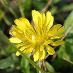 Crepis bursifolia Flower