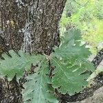 Quercus conferta പുറംതൊലി