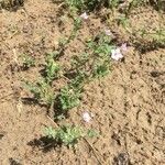 Erodium botrys Квітка