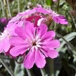 Silene flos-jovis Kwiat