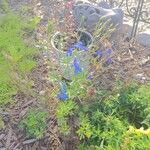 Delphinium grandiflorum Flower