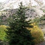 Abies nebrodensis Alia