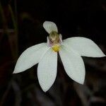 Caladenia catenata Цветок