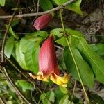 Bignonia capreolata 花