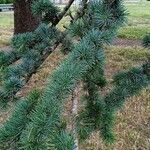 Cedrus libani 葉