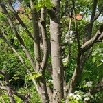 Sorbus alnifolia Habit