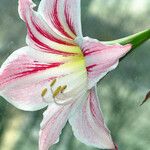 Hippeastrum vittatum Fleur