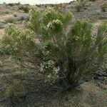 Baccharis sarothroides Hábito
