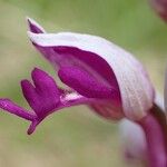 Orchis militaris Fleur