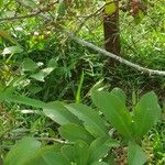 Ardisia elliptica Blatt