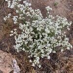 Pseudognaphalium californicum Flor