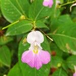 Impatiens balfourii Kvet