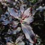 Pittosporum tenuifolium List