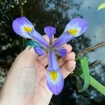 Iris virginica ᱵᱟᱦᱟ