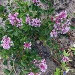 Syringa pubescens Blomma