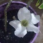 Adenium obesumFleur