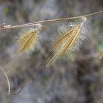 Echinolaena inflexa Fleur