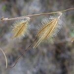 Echinolaena inflexa Blomma