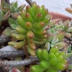 Sedum × rubrotinctum R.T.ClausenFeuille