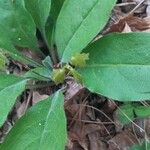 Andersonglossum virginianum Folha