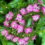 Dianthus barbatus Flor