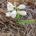 Chlorophytum tuberosum موطن