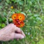 Pilosella guthnikiana Flor