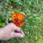 Pilosella guthnikiana Blüte