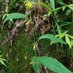 Triumfetta semitriloba Hoja